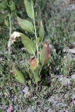 Lepidium latifolium