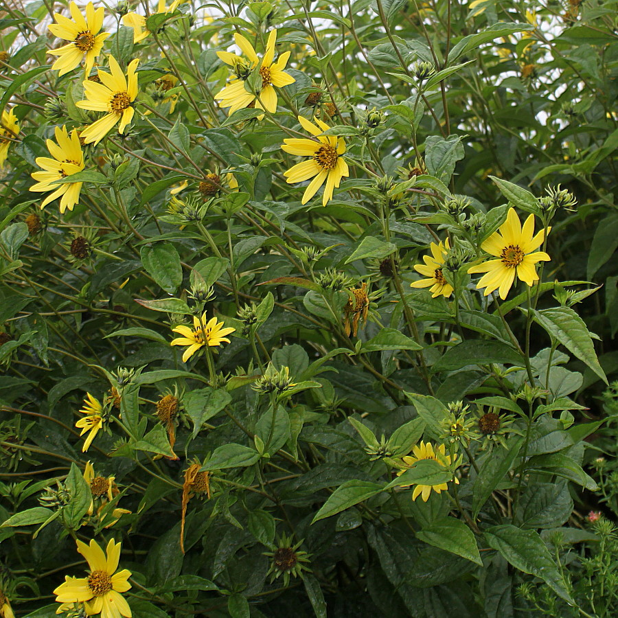 Изображение особи Helianthus microcephalus.