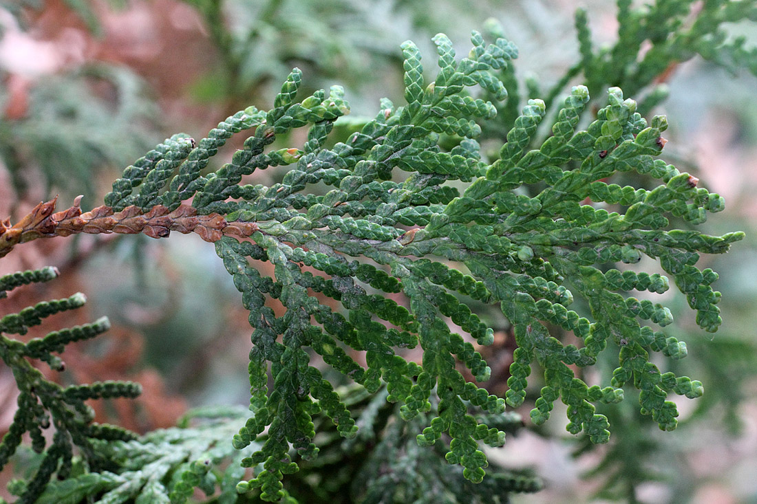 Изображение особи Thuja occidentalis.