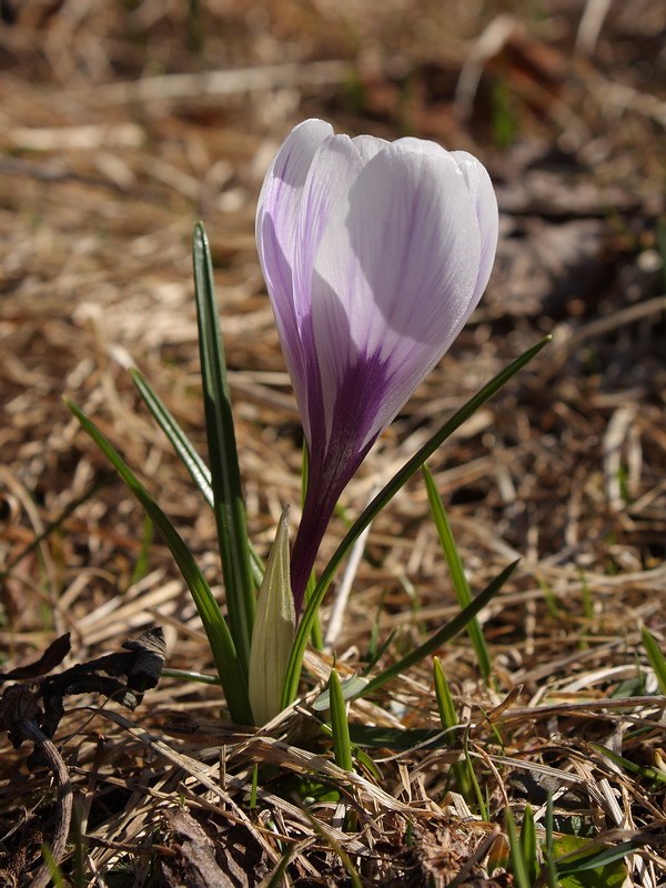 Изображение особи Crocus vernus.