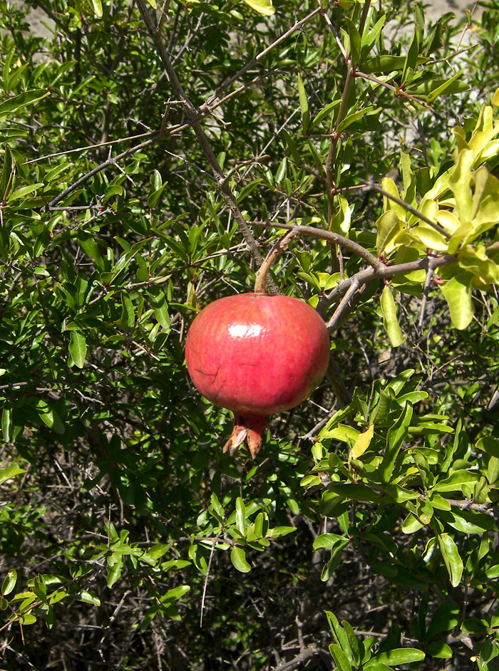 Image of Punica granatum specimen.