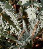 Achillea clypeolata. Основание листовой розетки ('Moopshine'). Германия, г. Krefeld, ботанический сад. 16.09.2012.