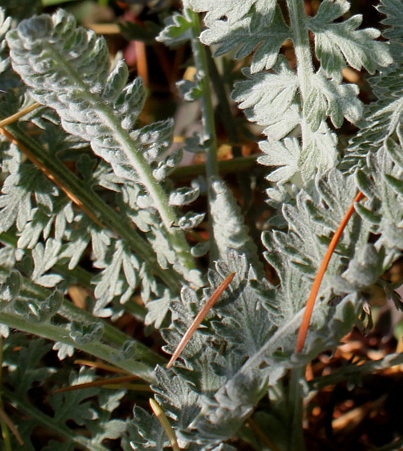 Image of Achillea clypeolata specimen.