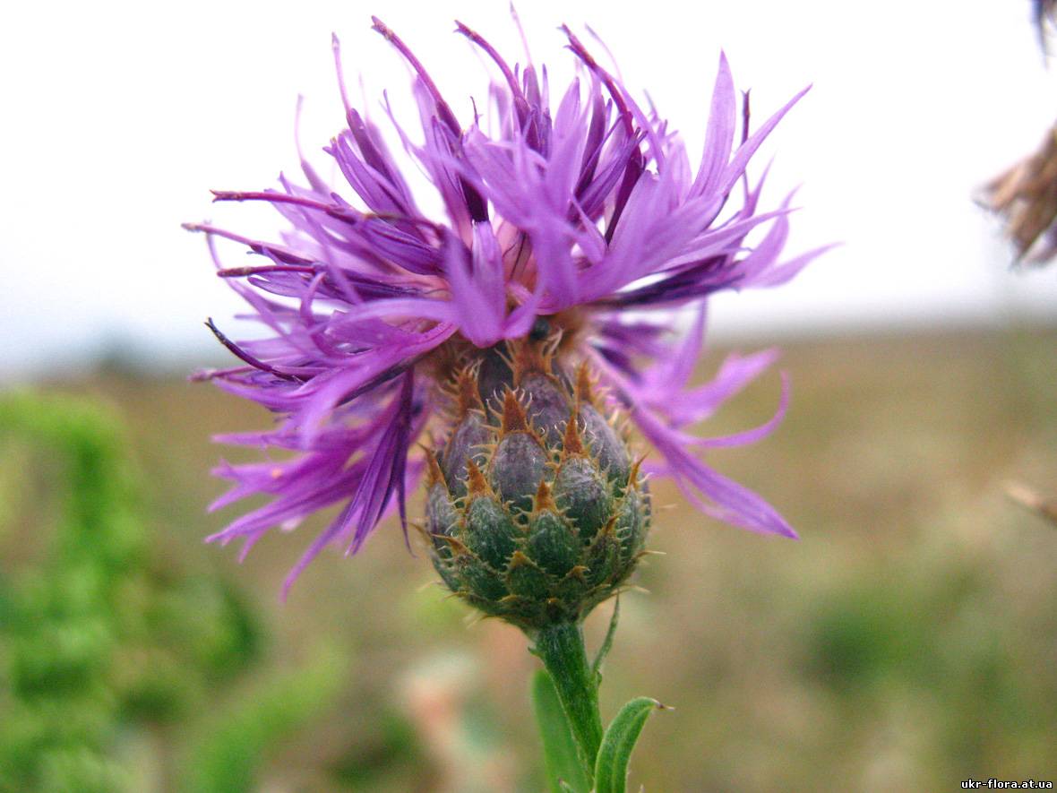 Изображение особи Centaurea stereophylla.