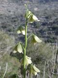 Fritillaria persica. Верхушка соцветия. Israel, Mount Carmel, Nachal Oren. 06.02.2008.