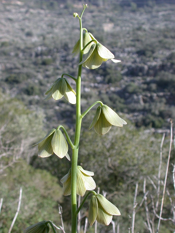 Image of Fritillaria persica specimen.