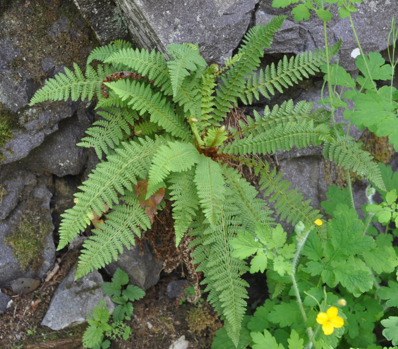 Image of Dryopteris fragrans specimen.