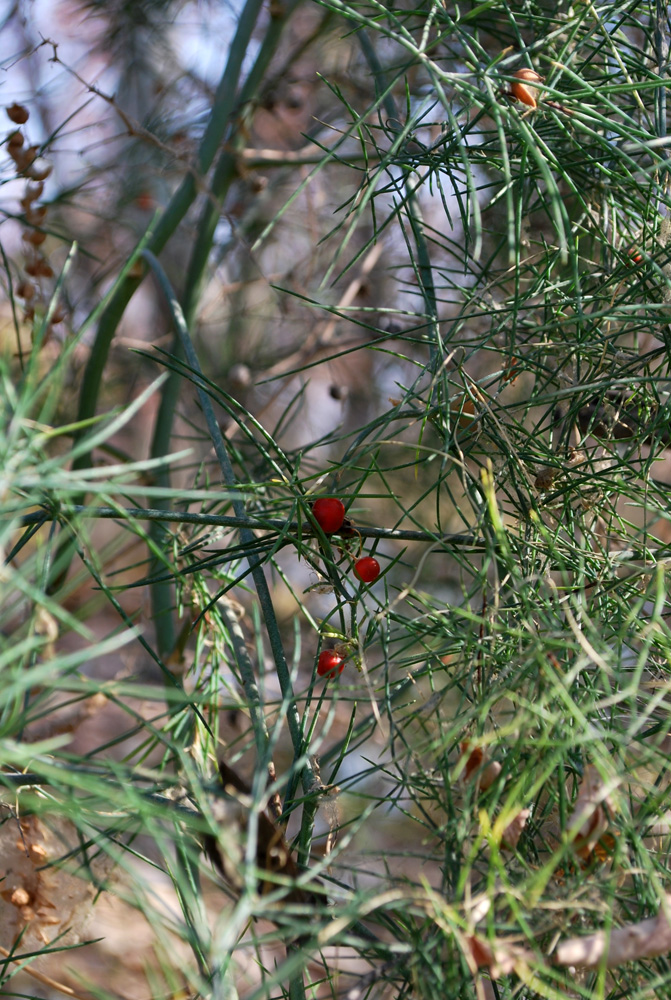 Image of Asparagus persicus specimen.