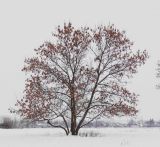 Fraxinus pennsylvanica