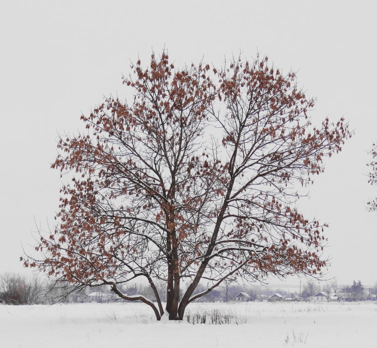 Image of Fraxinus pennsylvanica specimen.