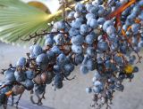 Trachycarpus fortunei. Часть зрелого соплодия. Южный берег Крыма, г. Ялта, в культуре. 16 января 2013 г.