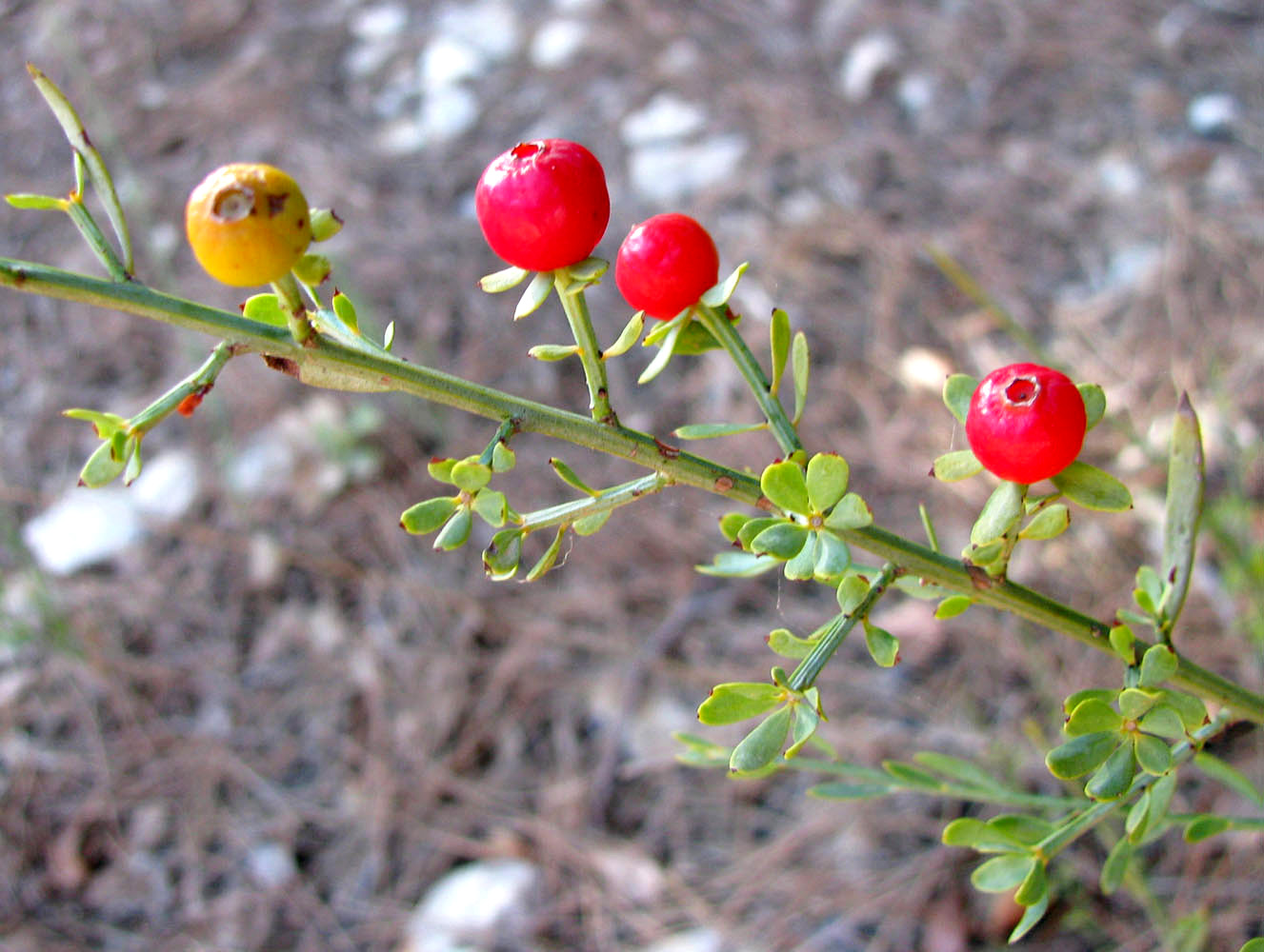 Image of Osyris alba specimen.