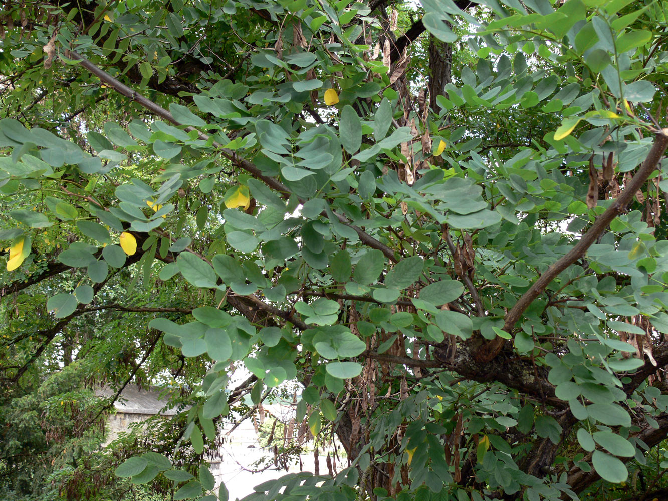 Image of genus Robinia specimen.