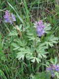 Corydalis solida