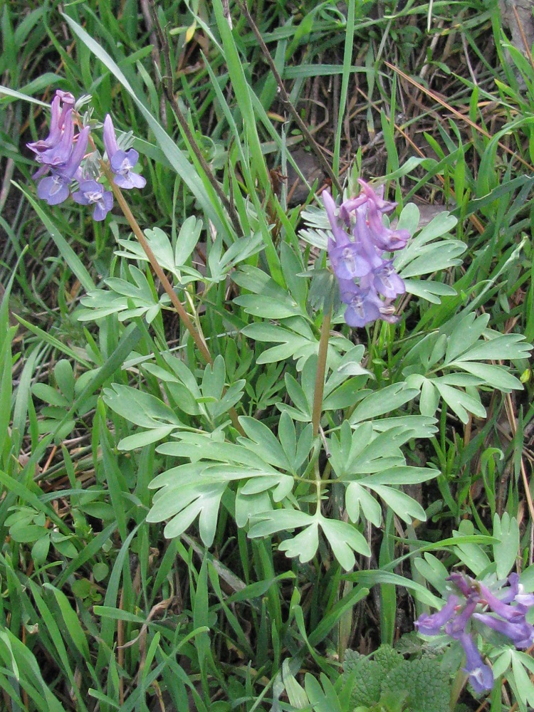 Изображение особи Corydalis solida.