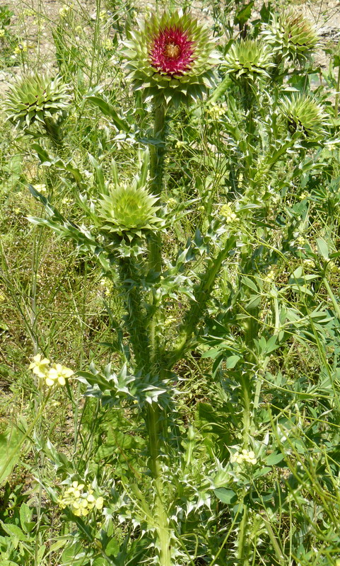 Image of Carduus thoermeri specimen.