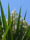 genus Yucca. Верхушка цветущего растения. Греция, Крит, г. Георгиуполис, в культуре. 17.08.2012.