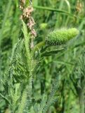 Papaver stevenianum. Бутон. Крым, окр. Симферополя, с. Трудовое, край поля. 2 мая 2013 г.