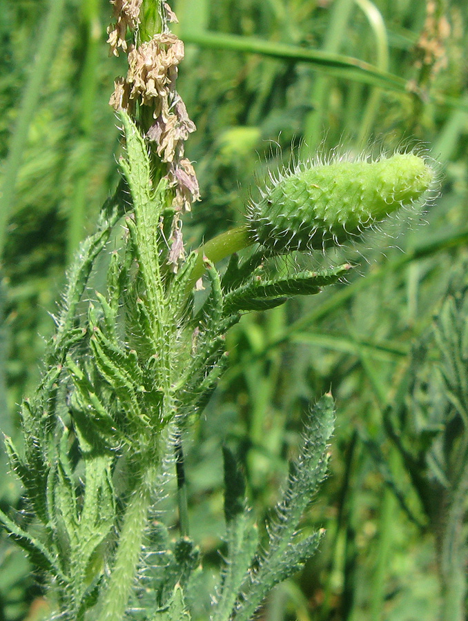 Image of Papaver stevenianum specimen.