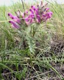 Pedicularis dasystachys