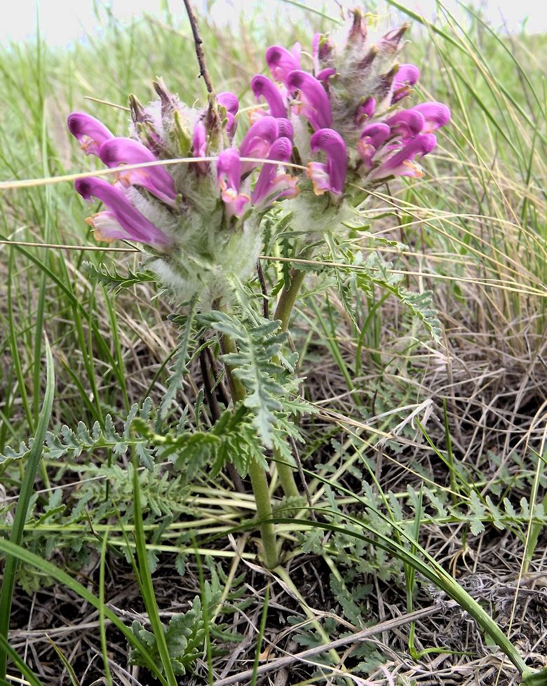 Image of Pedicularis dasystachys specimen.