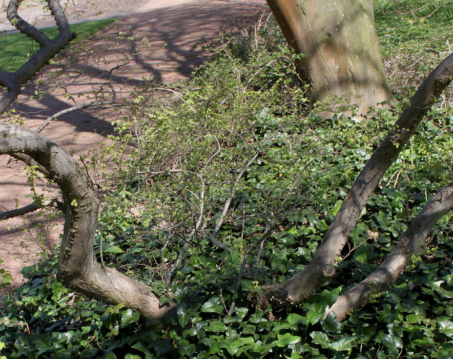 Image of Ulmus &times; hollandica specimen.
