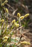 Carex ericetorum