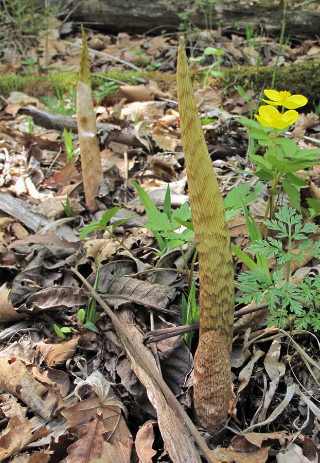 Изображение особи Arisaema peninsulae.