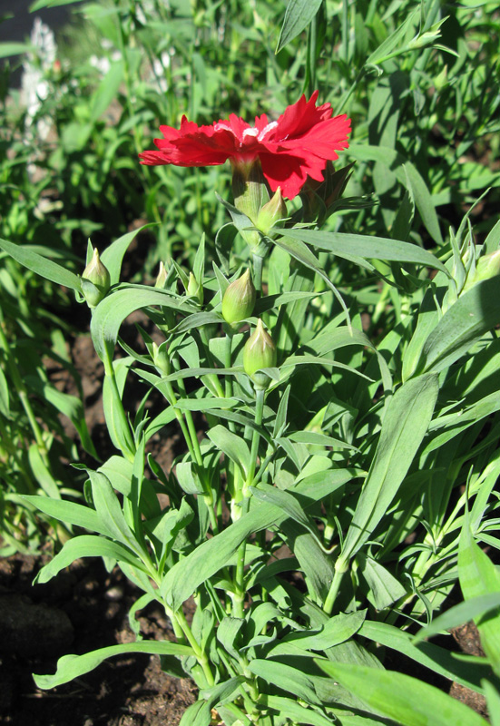 Image of Dianthus chinensis specimen.