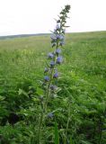 Echium vulgare