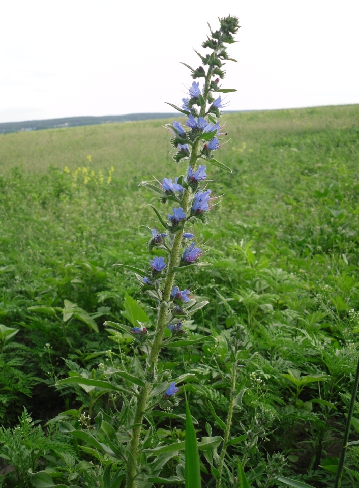 Изображение особи Echium vulgare.