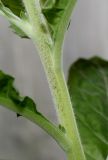 Image of taxon representative. Author is Валерий Куделя