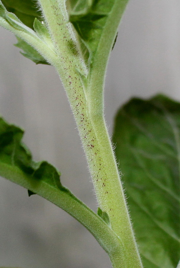 Image of genus Oenothera specimen.
