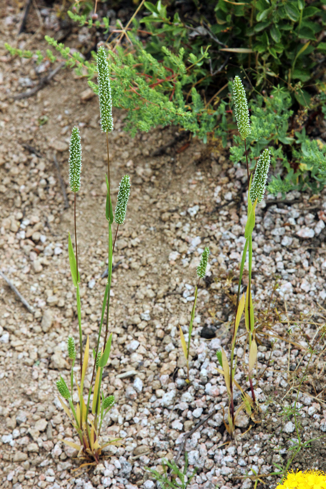 Изображение особи Phleum phleoides.