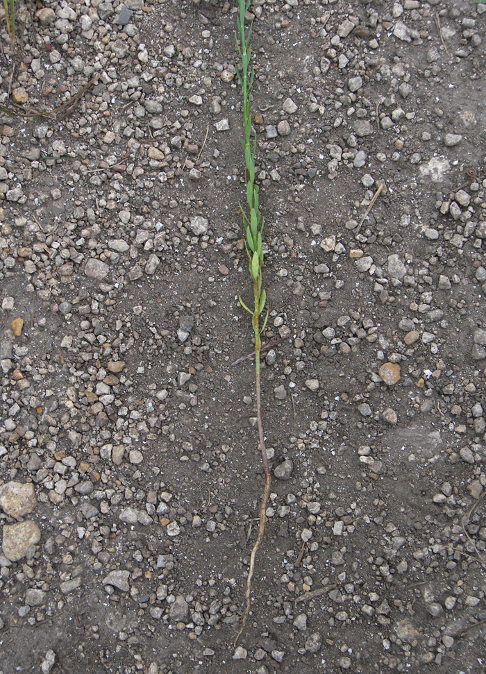 Image of Thymelaea passerina specimen.