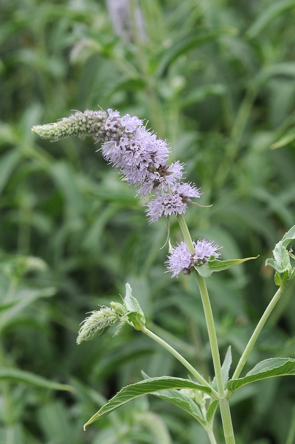 Image of Mentha asiatica specimen.