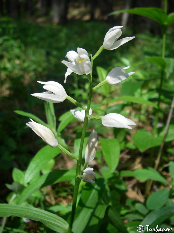 Image of Cephalanthera longifolia specimen.