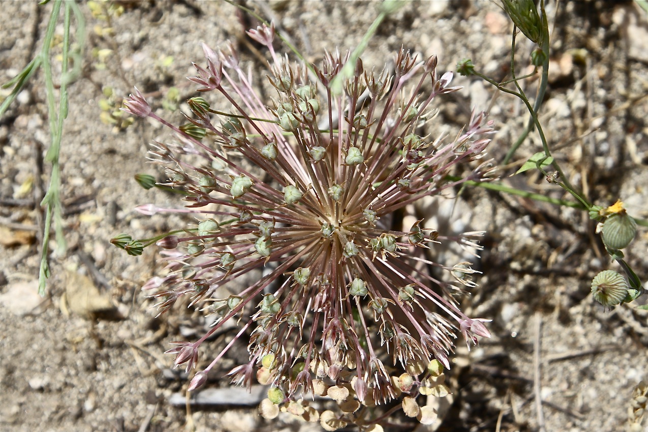 Image of Allium protensum specimen.