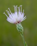 Klasea erucifolia