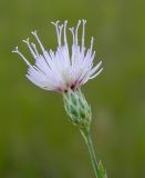 Klasea erucifolia. Соцветие. Крым, Керченский п-ов, Караларская степь. Июнь 2013 г.