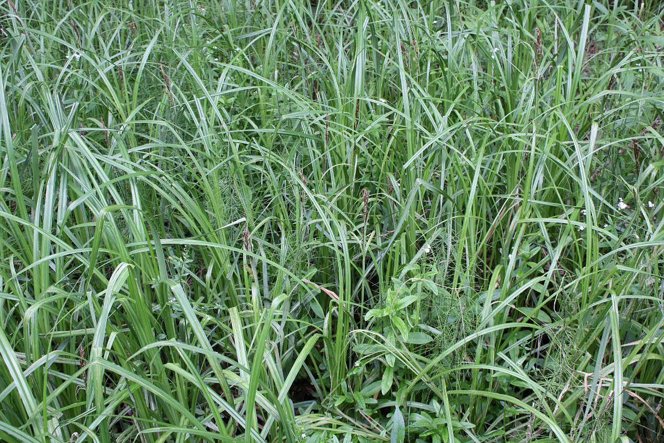Image of Carex riparia specimen.