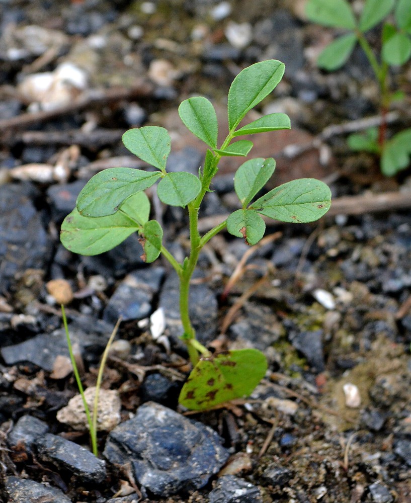 Изображение особи Glycyrrhiza echinata.