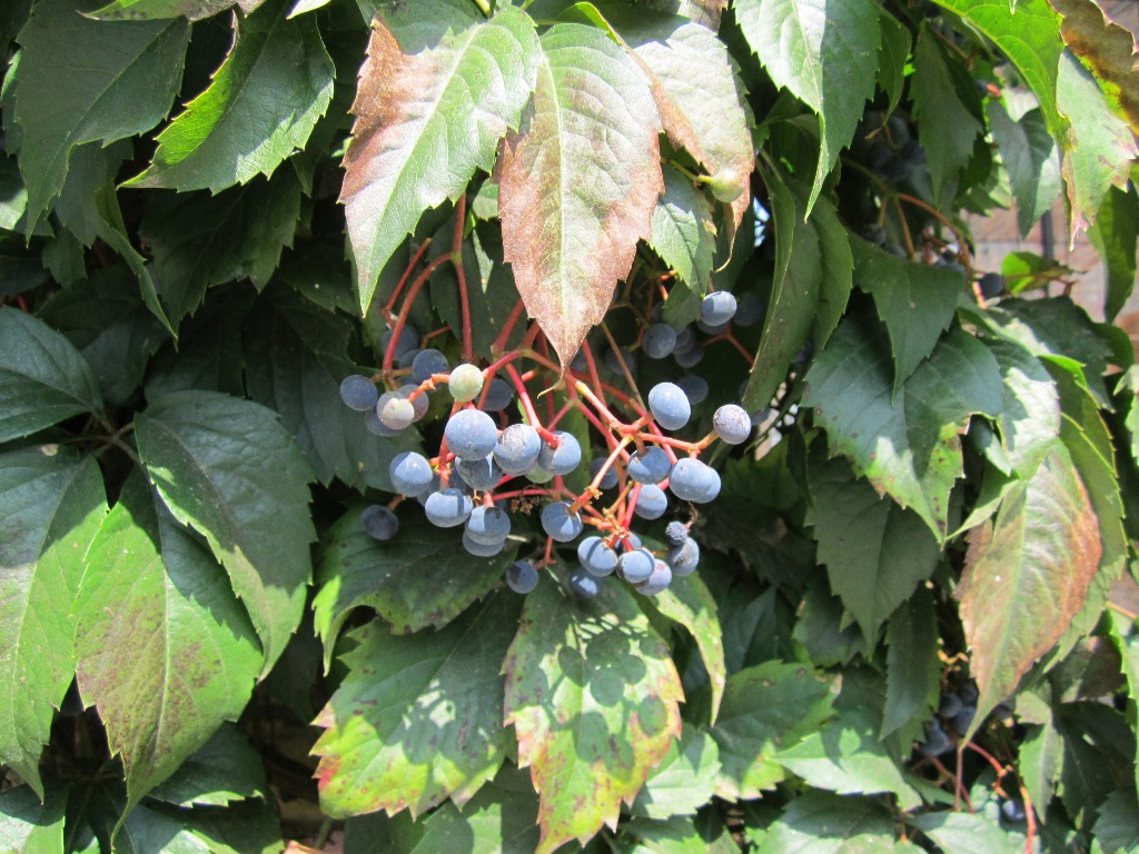 Image of Parthenocissus quinquefolia specimen.