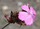 Dianthus carthusianorum