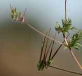 Erodium cicutarium