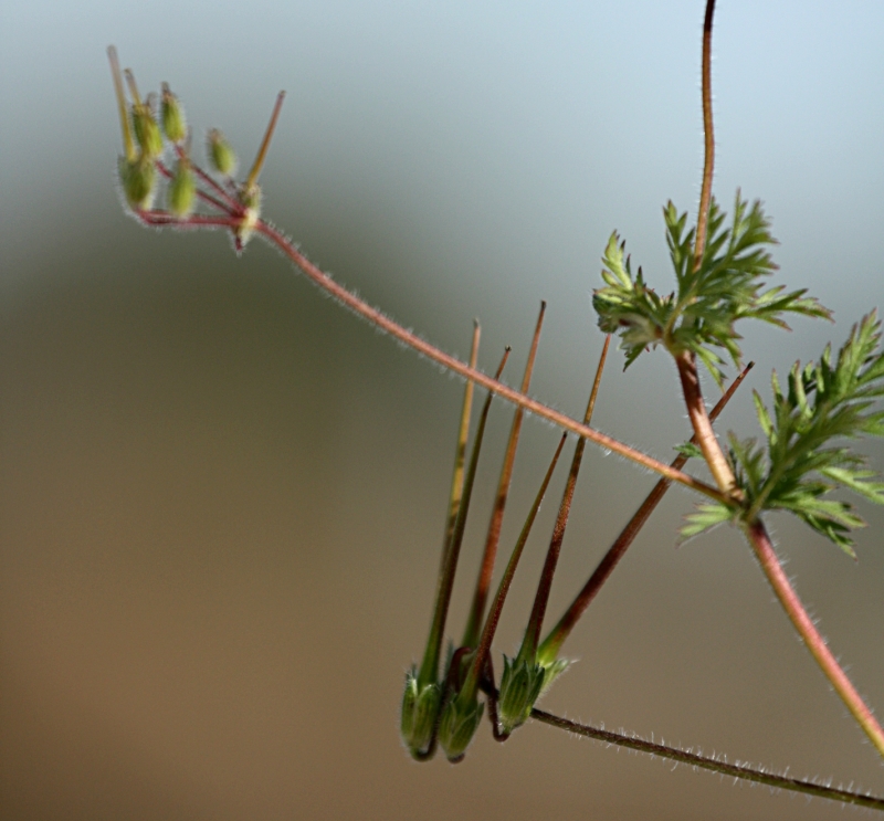 Изображение особи Erodium cicutarium.