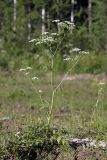 Anthriscus sylvestris