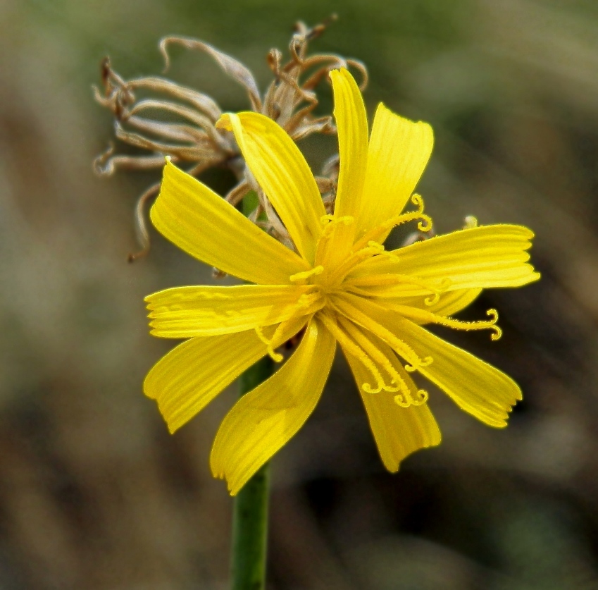 Изображение особи Chondrilla juncea.