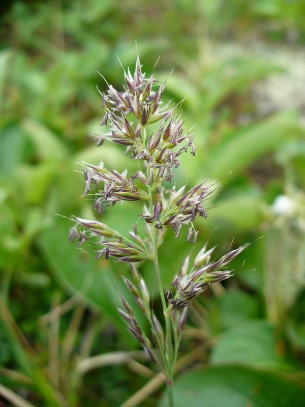 Image of Calamagrostis sesquiflora specimen.