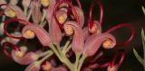 Grevillea banksii. Раскрывающиеся цветки (мужская стадия цветения). Израиль, Шарон, пос. Кфар Шмариягу, в культуре. 20.10.2013.